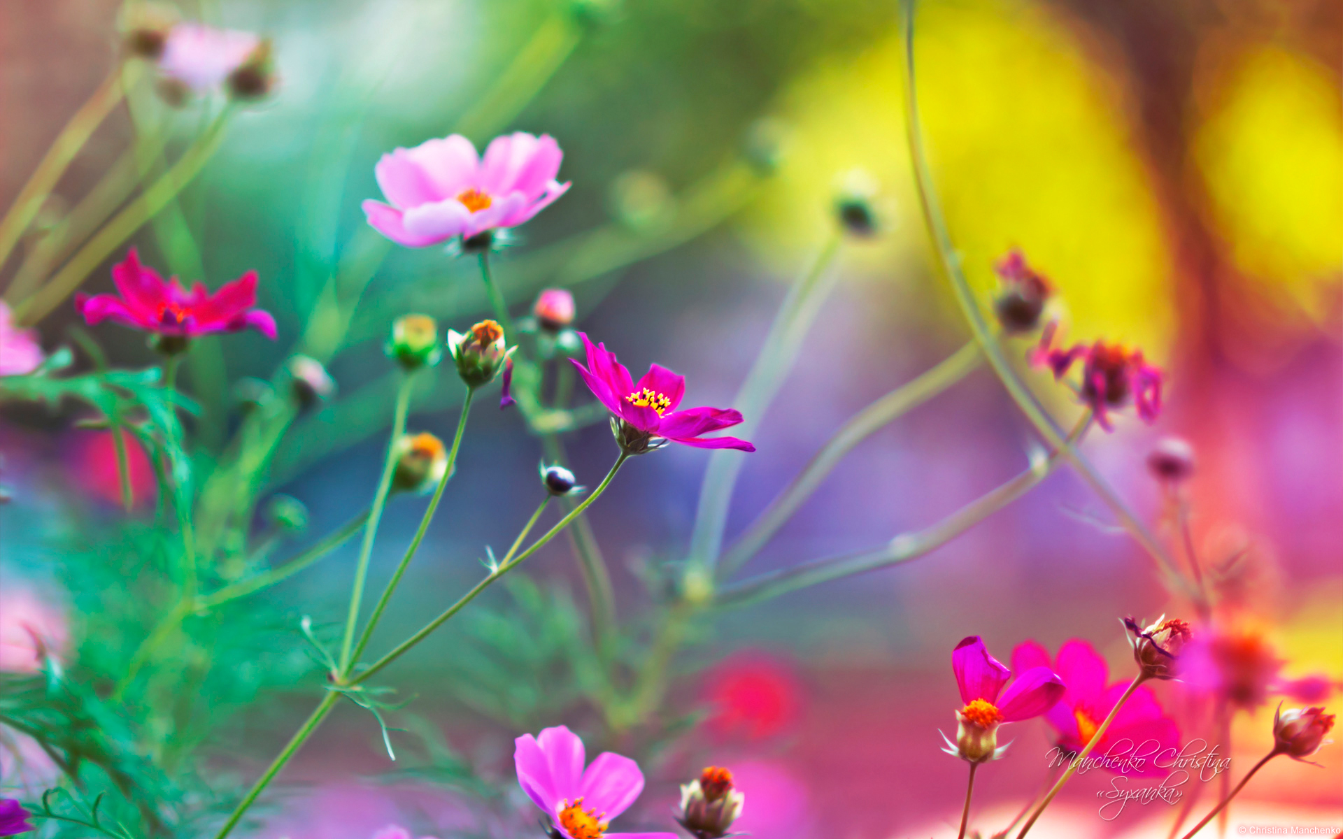 Windows Flower Wallpapers