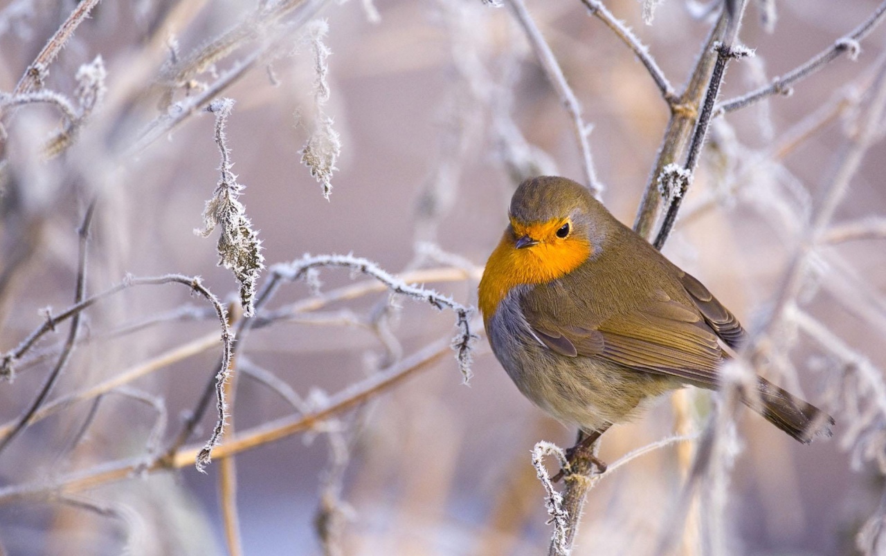 Winter Bird Wallpapers