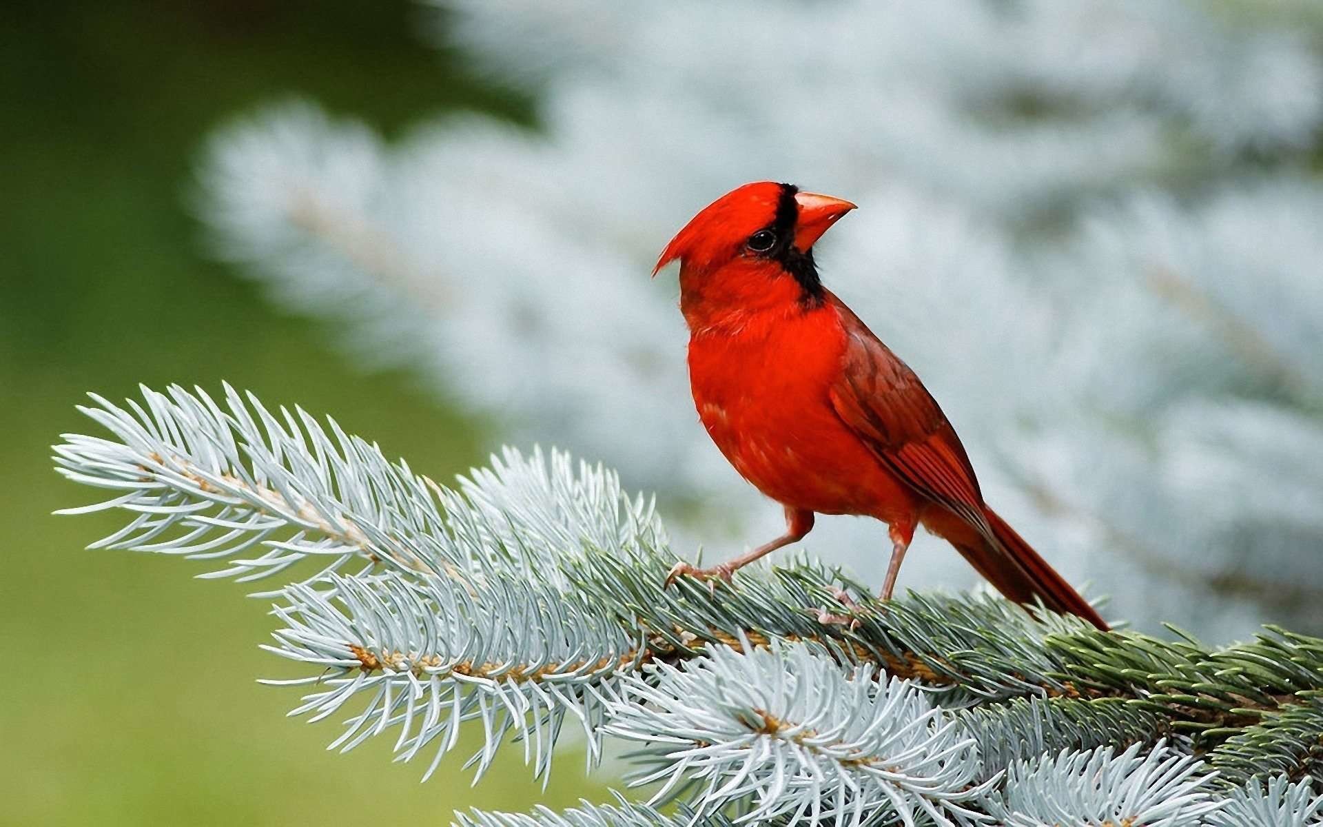 Winter Bird Wallpapers