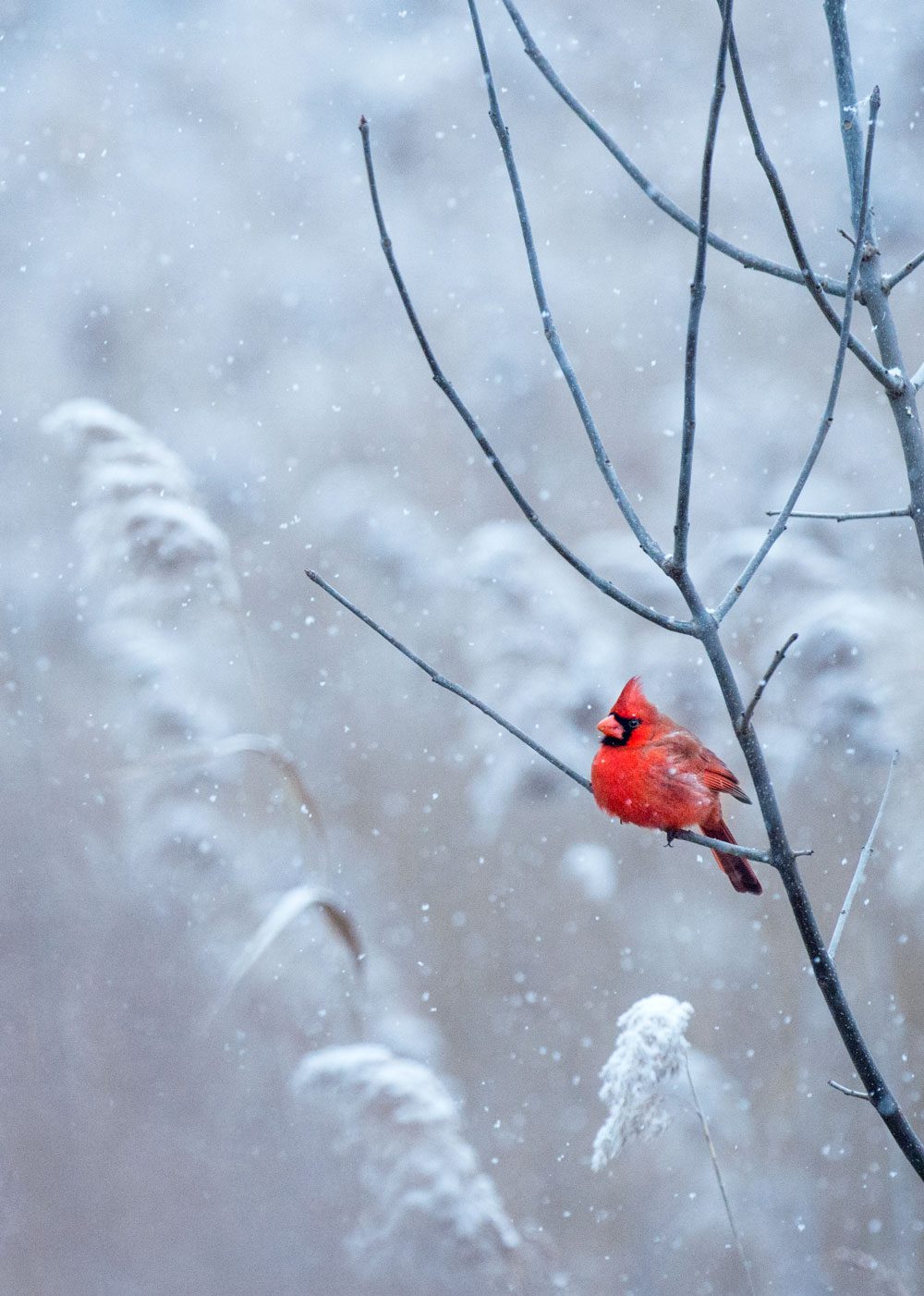 Winter Bird Wallpapers