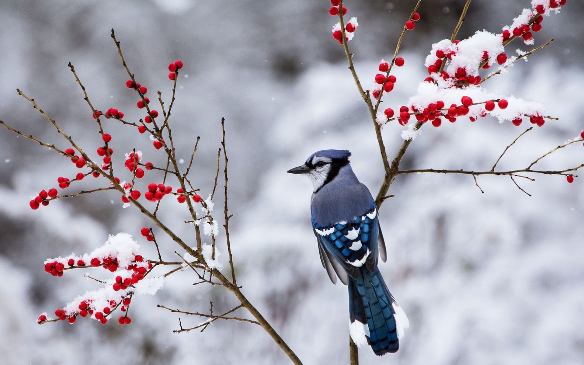 Winter Birds Wallpapers