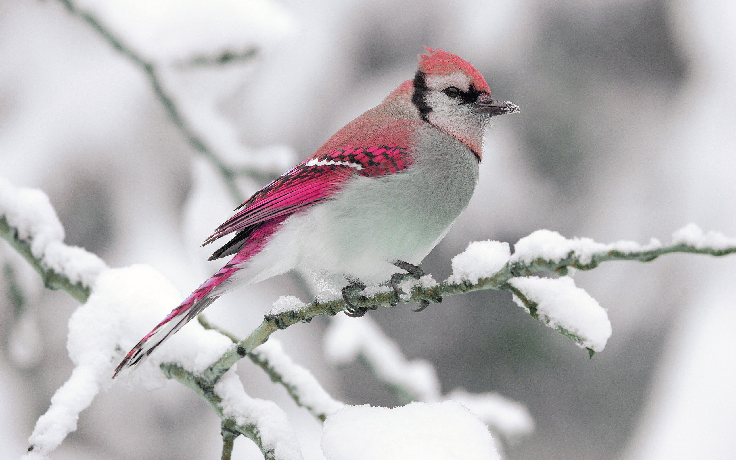 Winter Birds Wallpapers