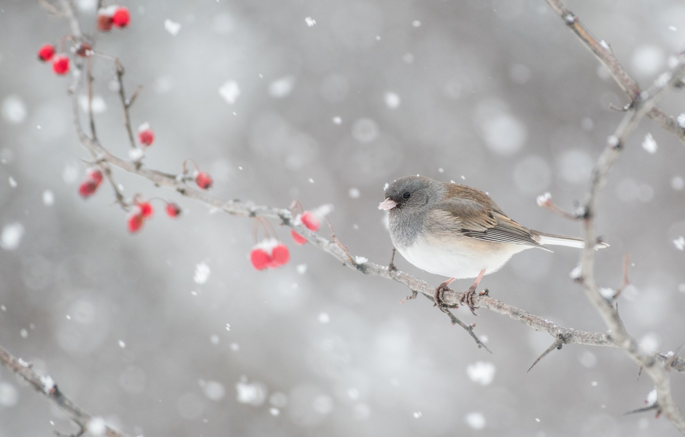 Winter Birds Wallpapers