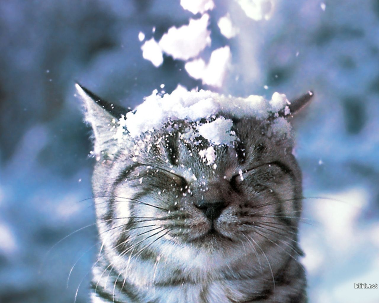 Winter Cat Wallpapers