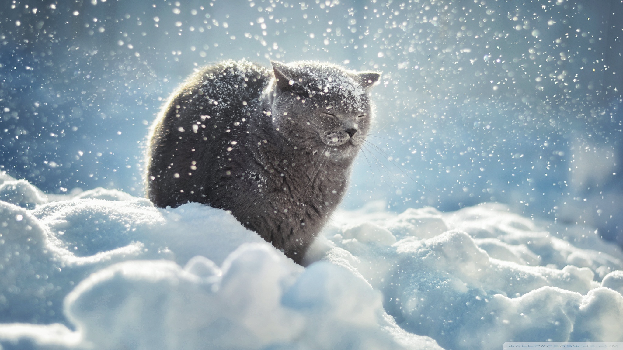 Winter Cat Wallpapers