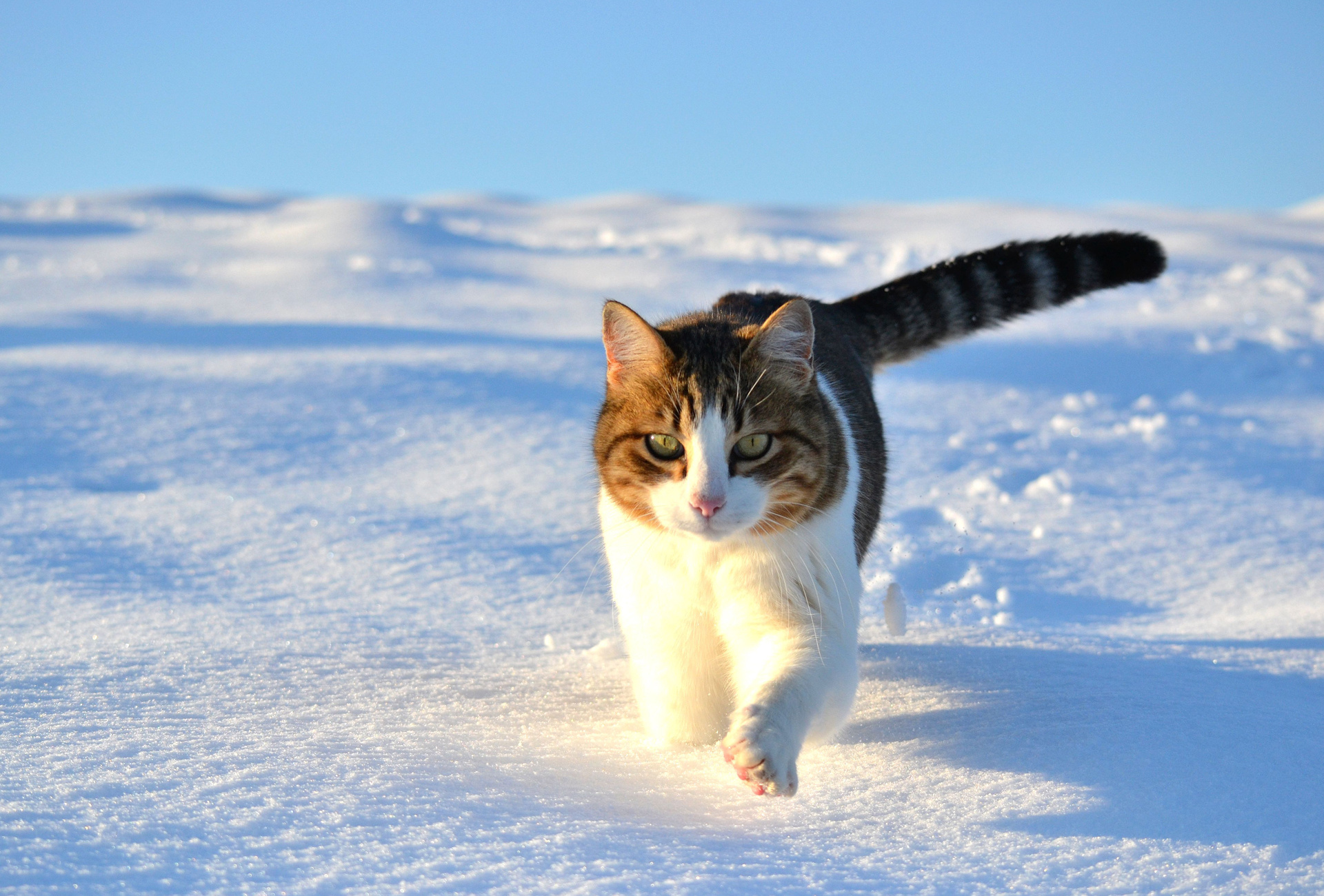 Winter Cat Wallpapers