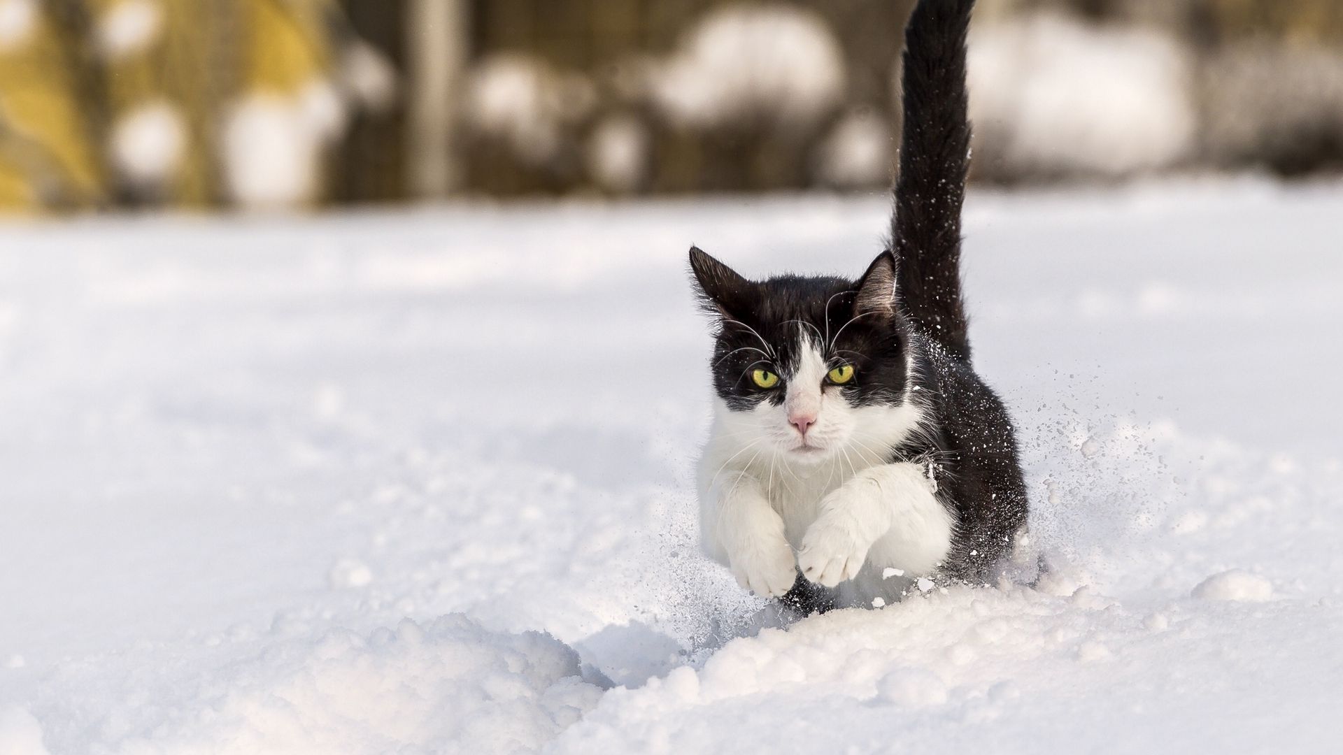 Winter Cat Wallpapers