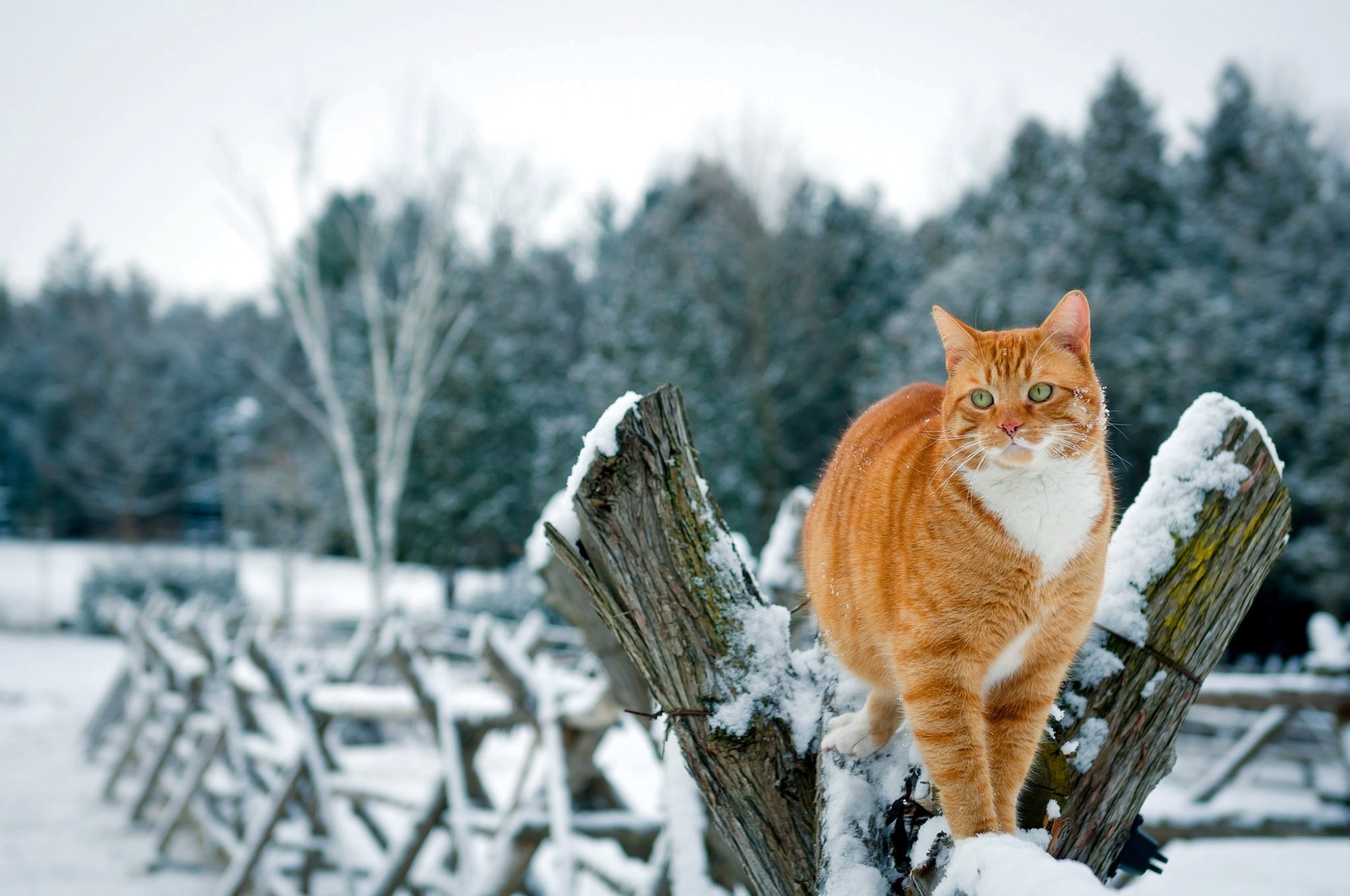 Winter Cat Wallpapers