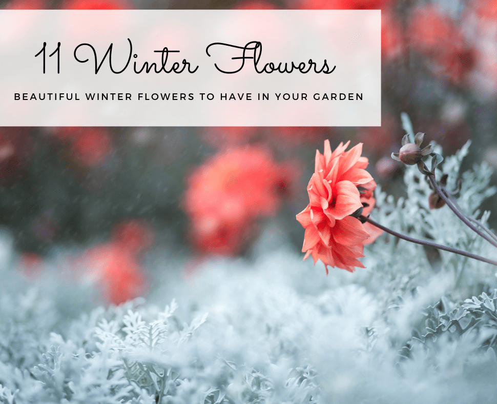 Winter Flowers Wallpapers