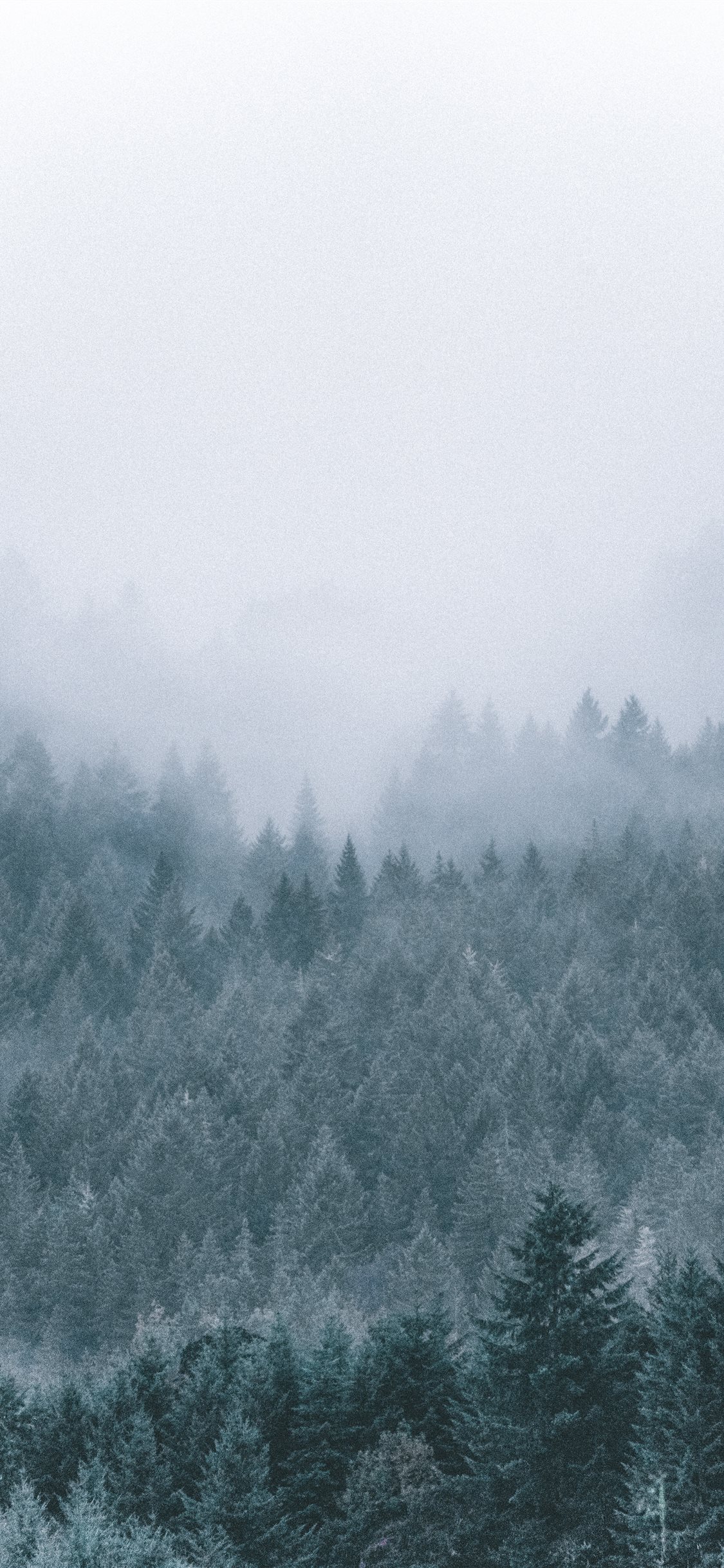 Winter Forest Iphone Wallpapers