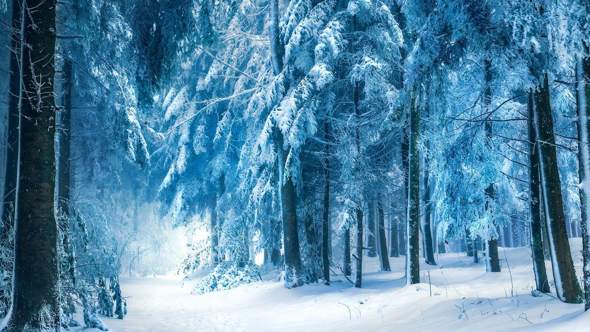 Winter Forest Wallpapers