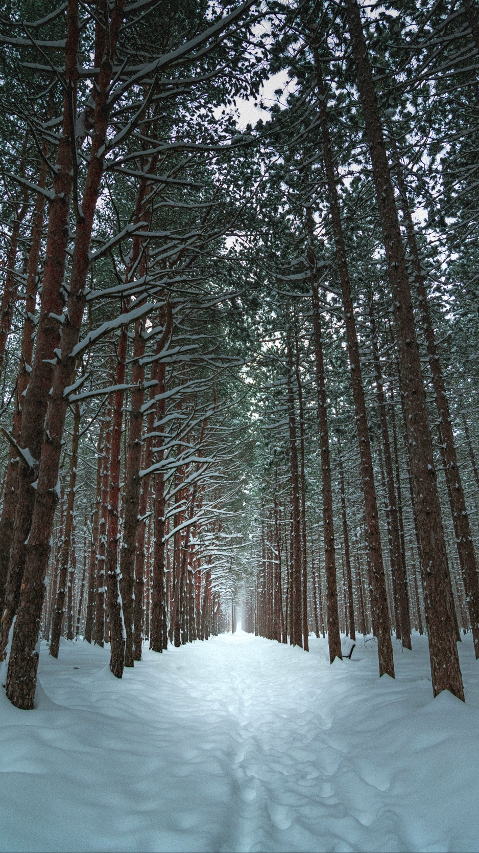 Winter Forest Wallpapers