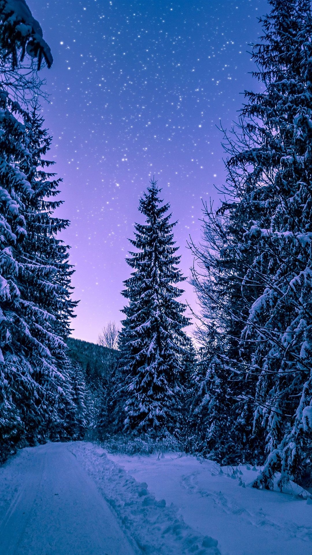 Winter Forest Wallpapers