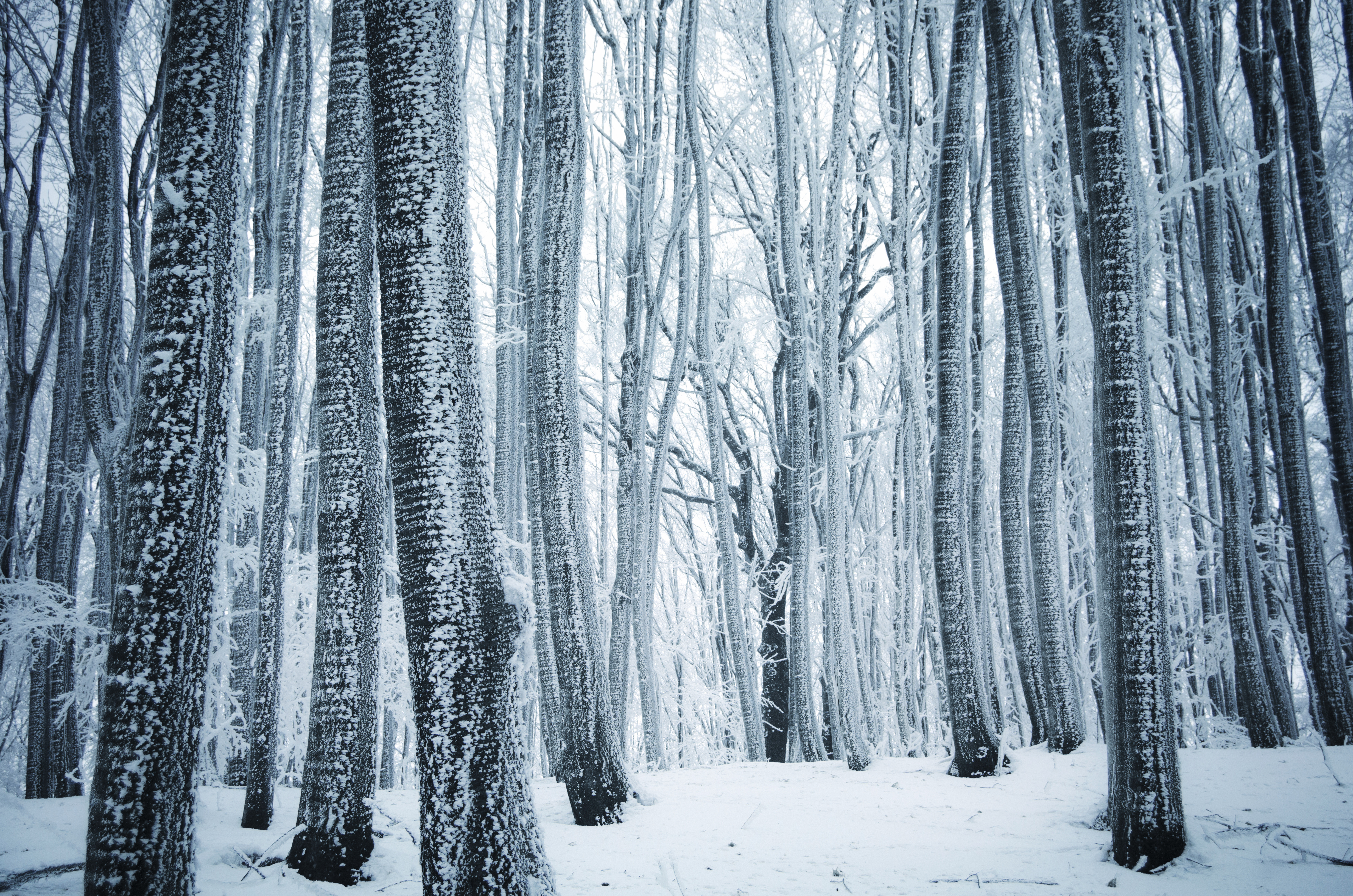 Winter Forest Wallpapers