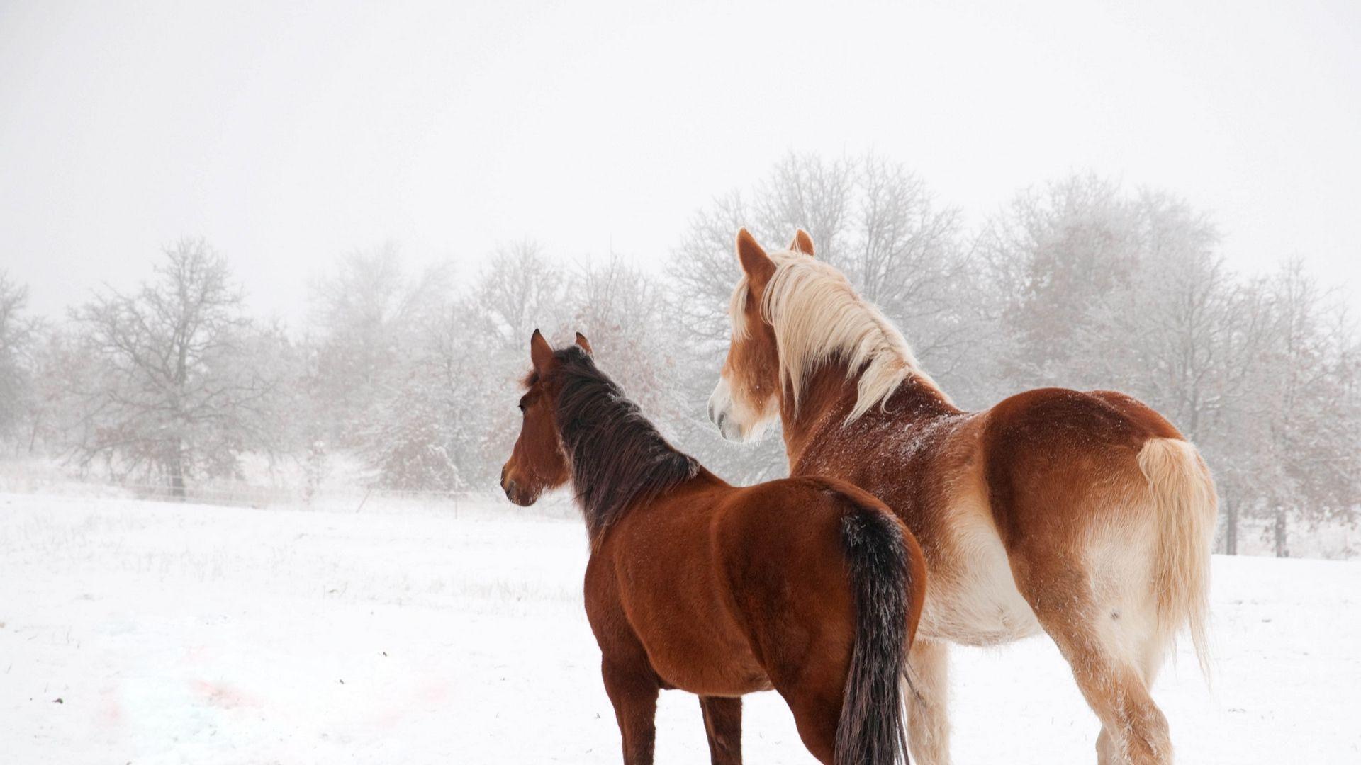 Winter Horses Wallpapers