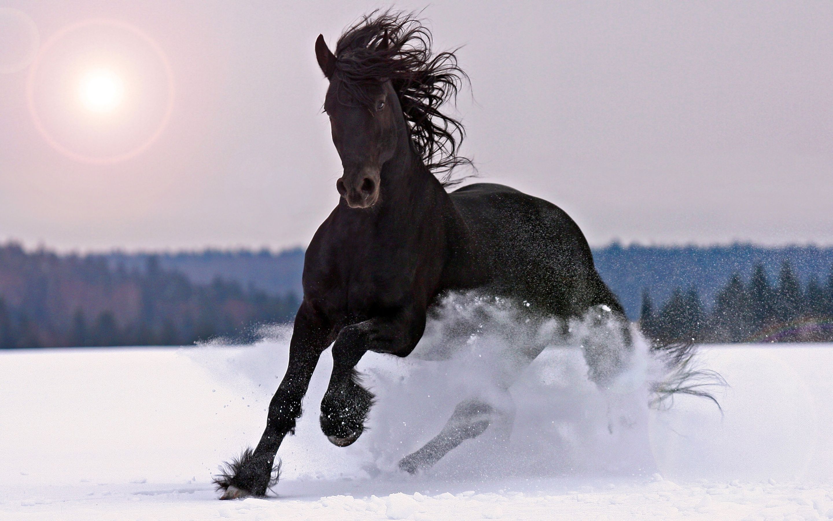 Winter Horses Wallpapers