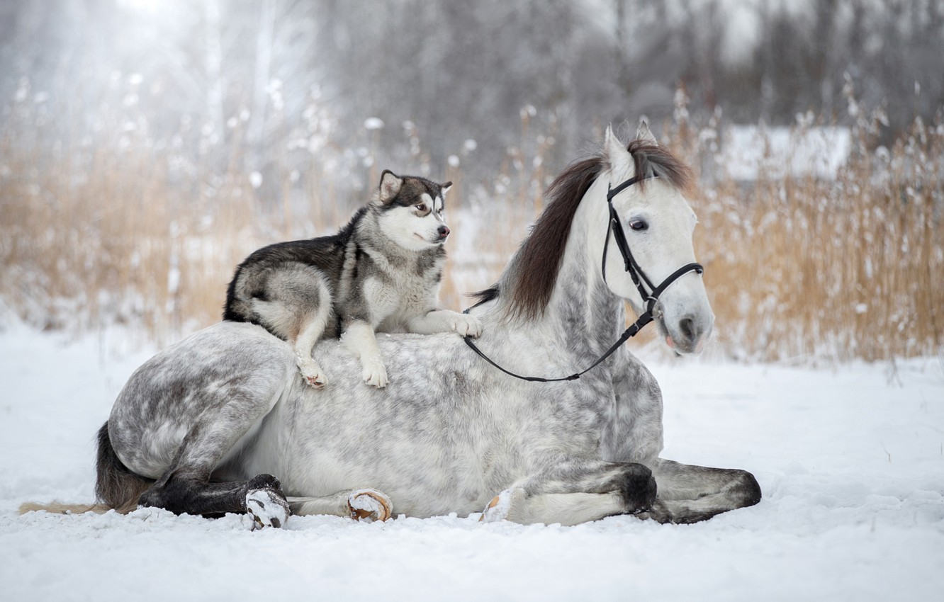 Winter Horses Wallpapers