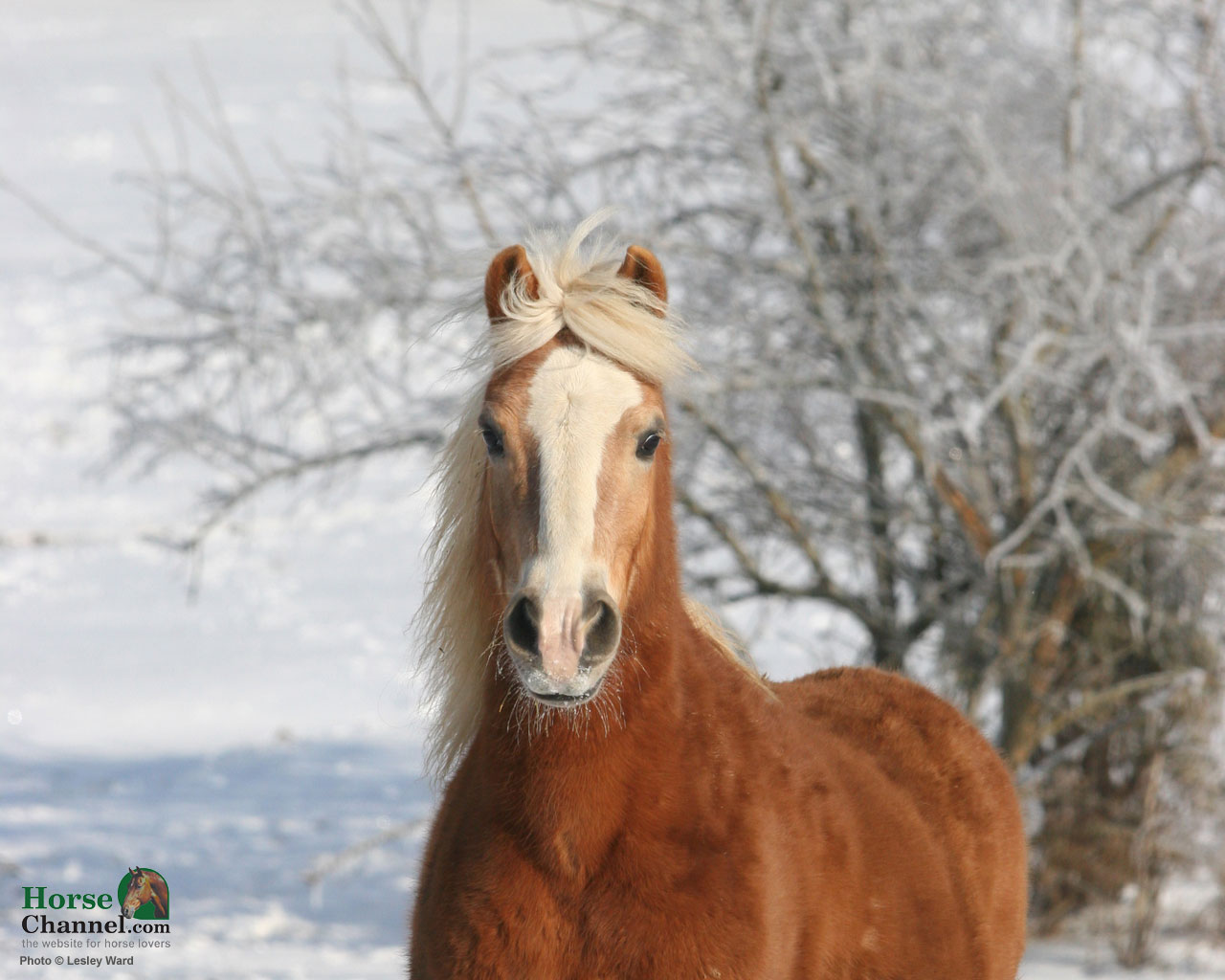 Winter Horses Wallpapers