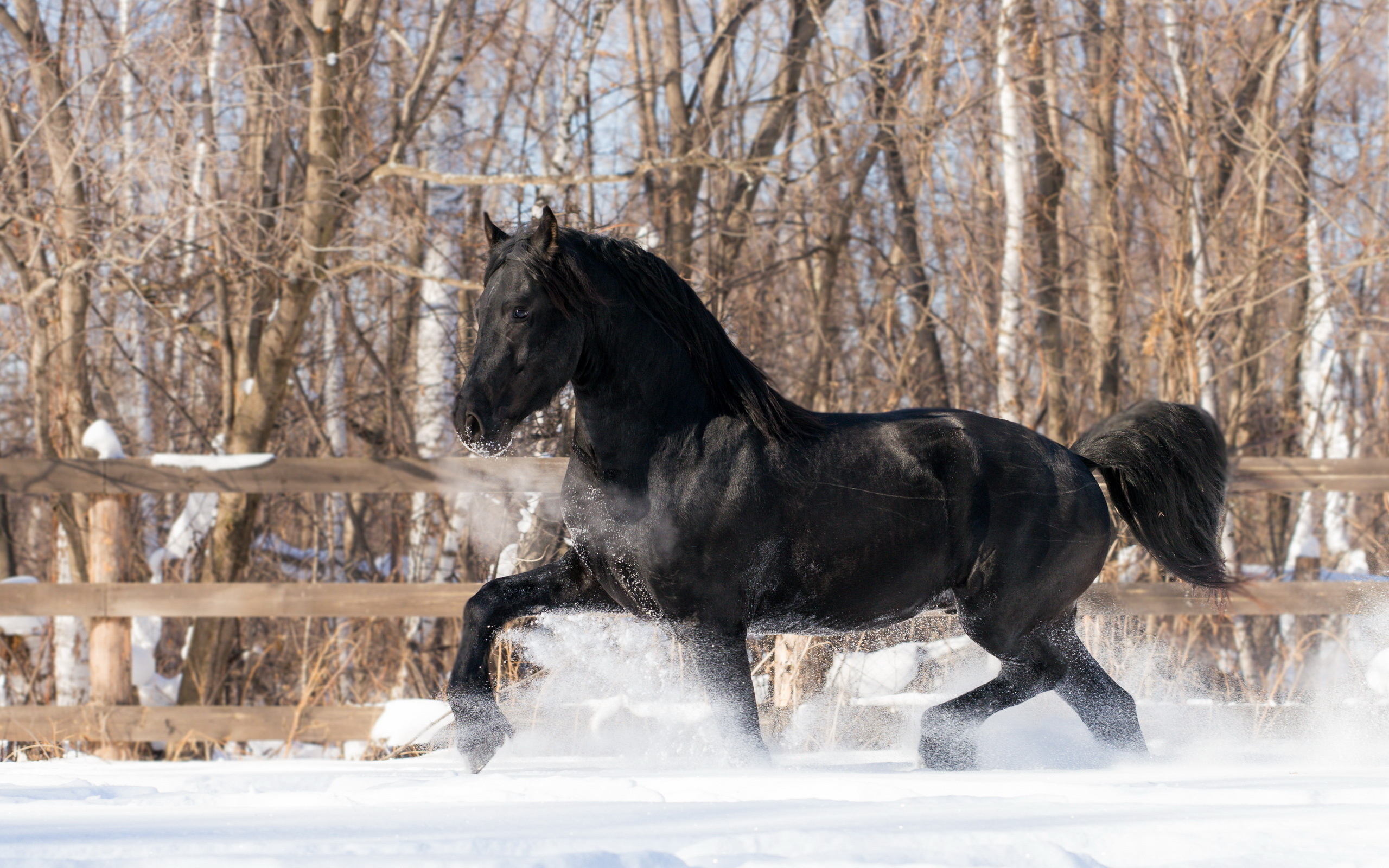 Winter Horses Wallpapers