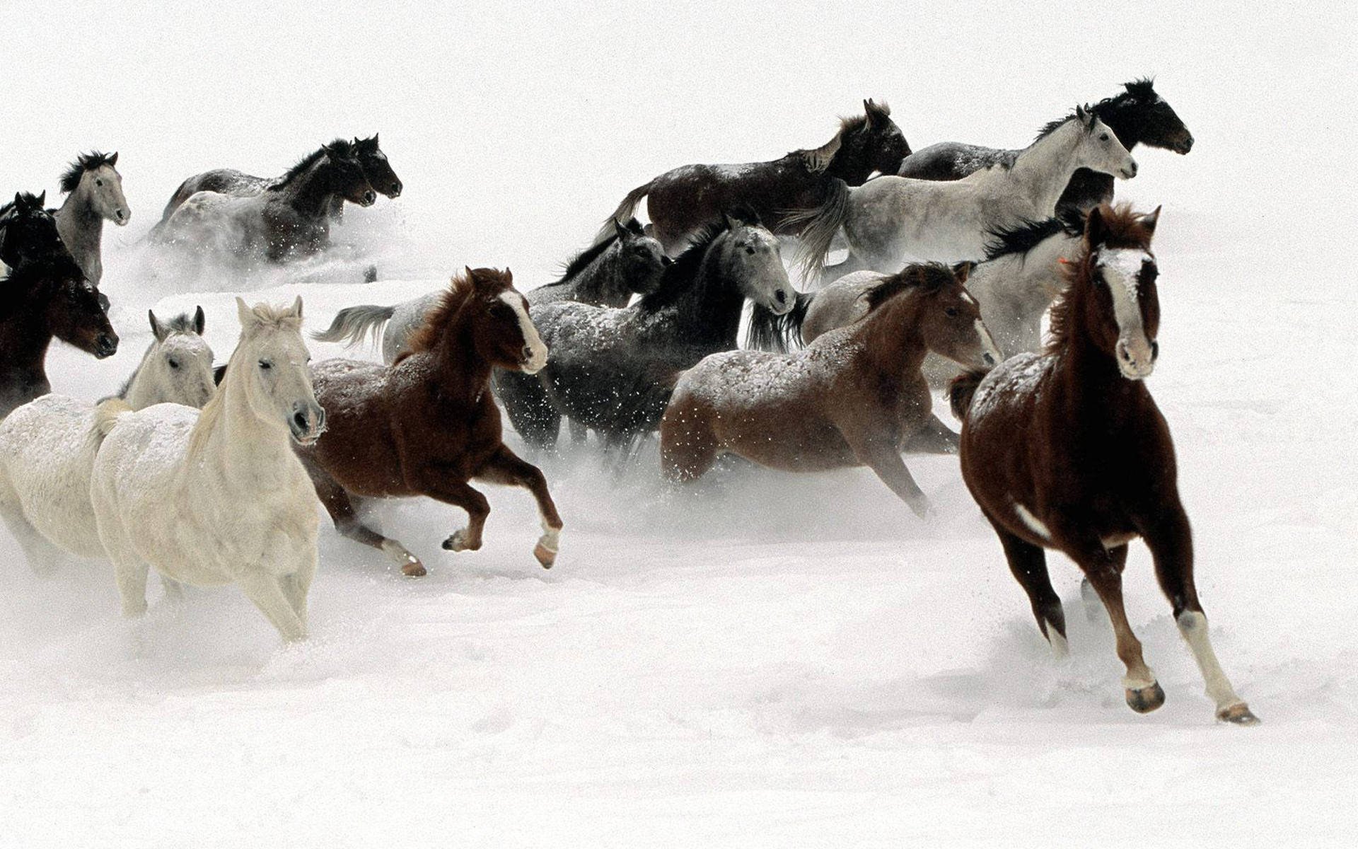 Winter Horses Wallpapers