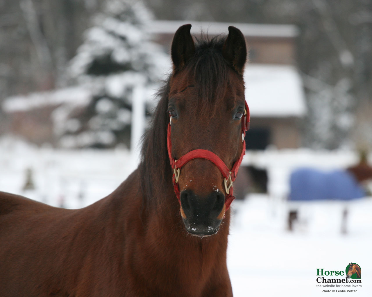 Winter Horses Wallpapers