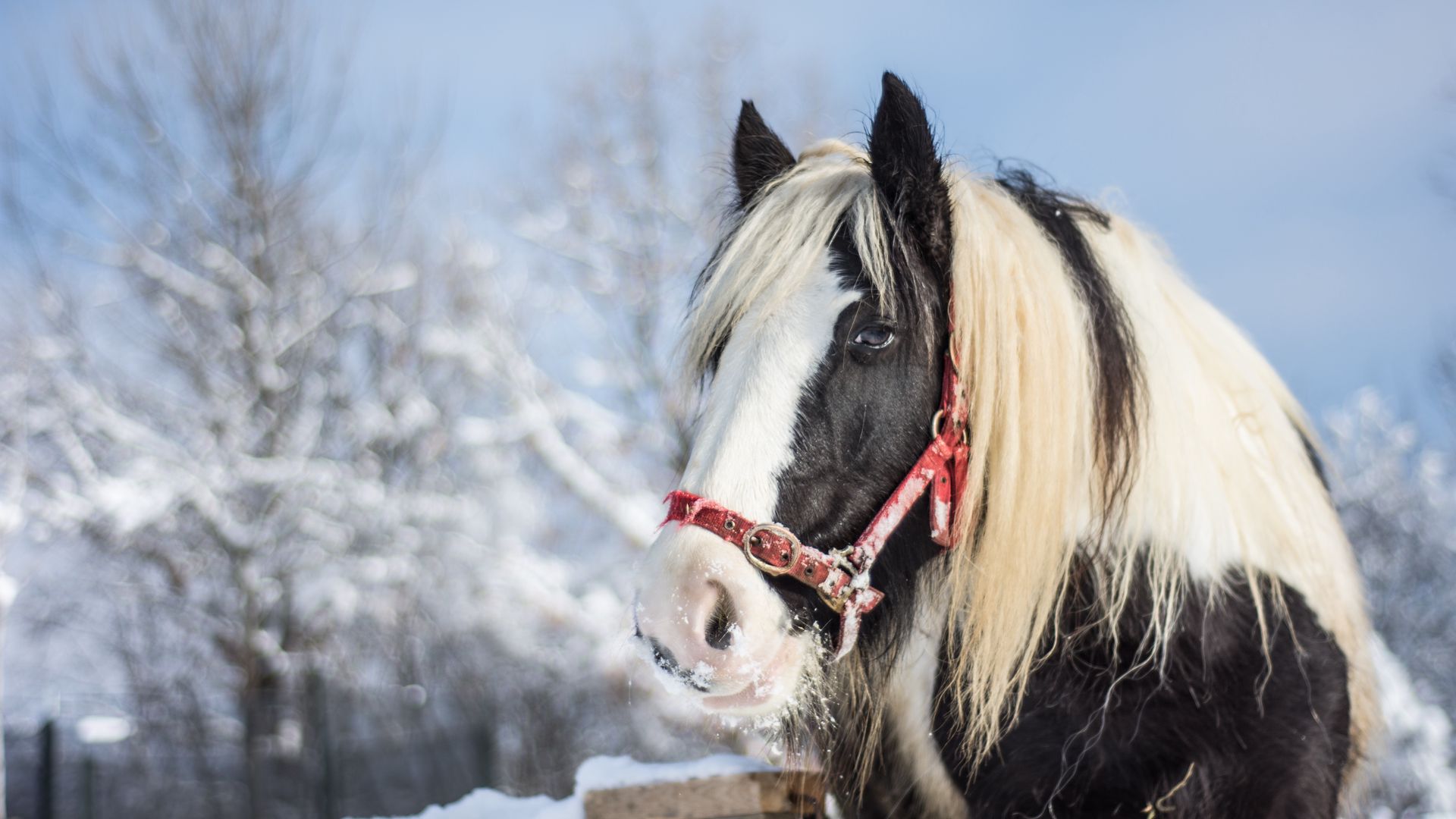 Winter Horses Wallpapers