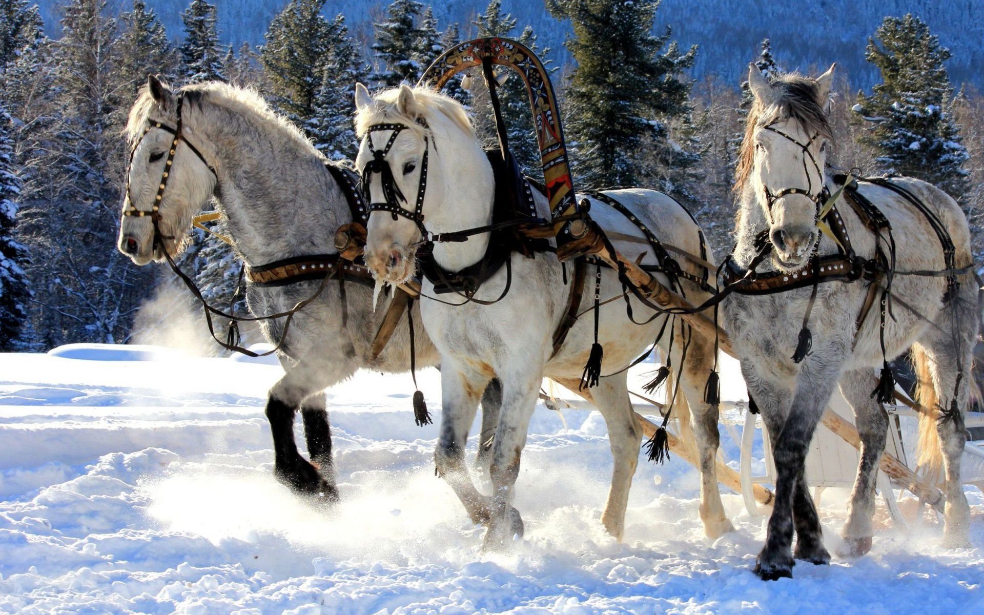 Winter Horses Wallpapers