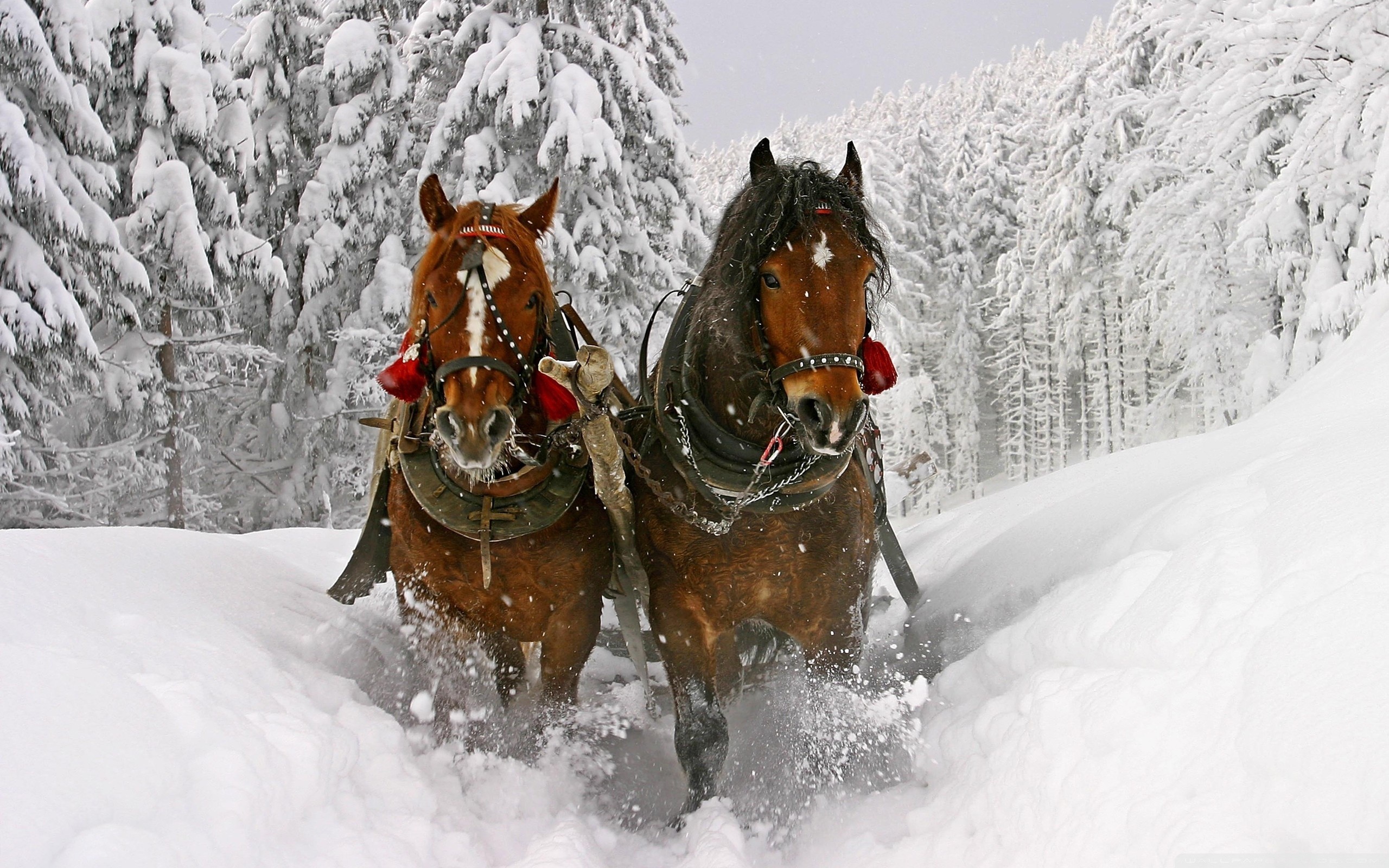 Winter Horses Wallpapers