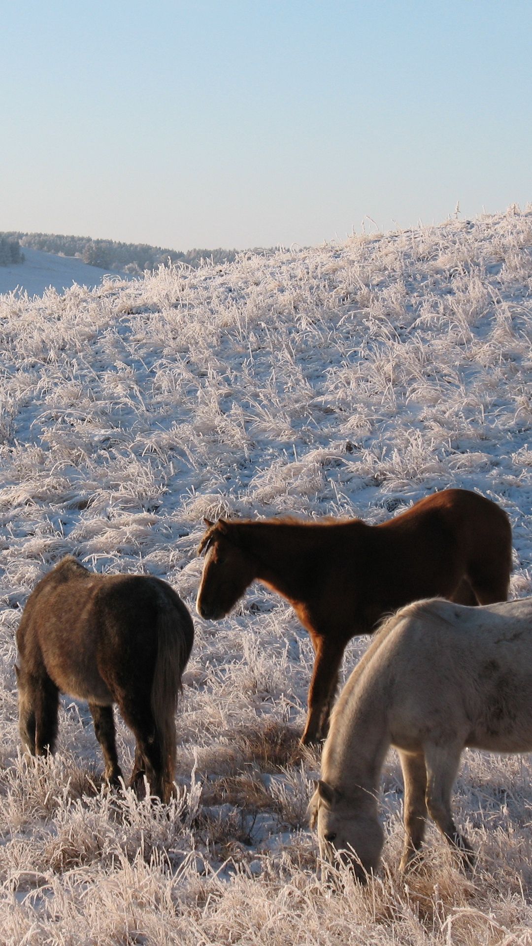 Winter Horses Wallpapers