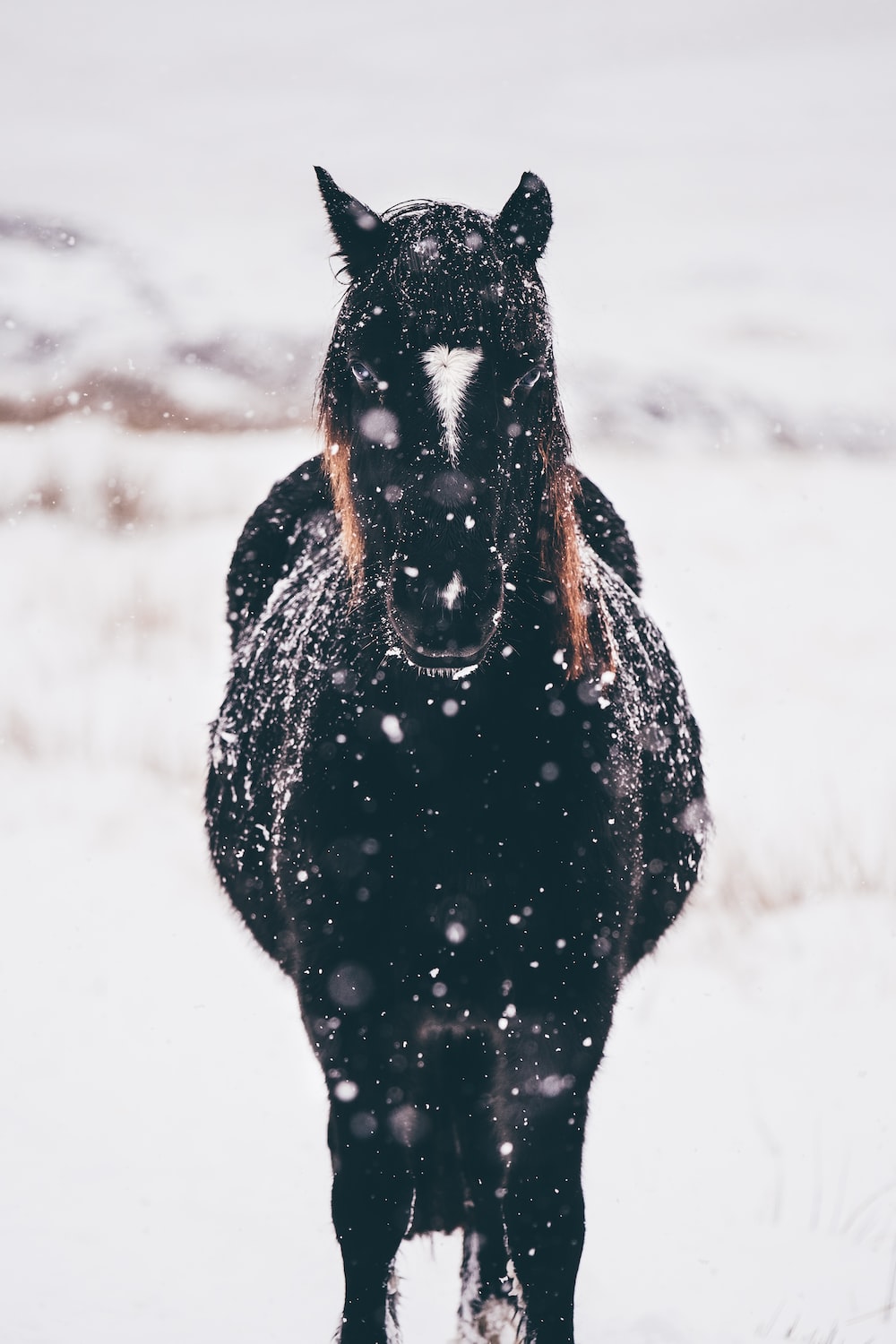 Winter Horses Wallpapers