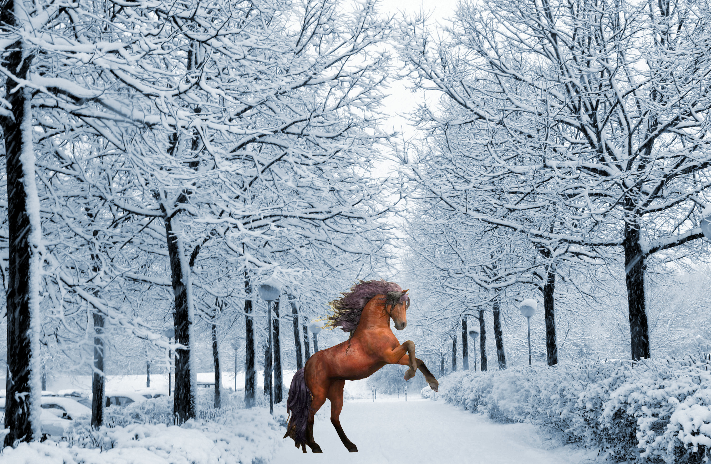 Winter Horses Wallpapers