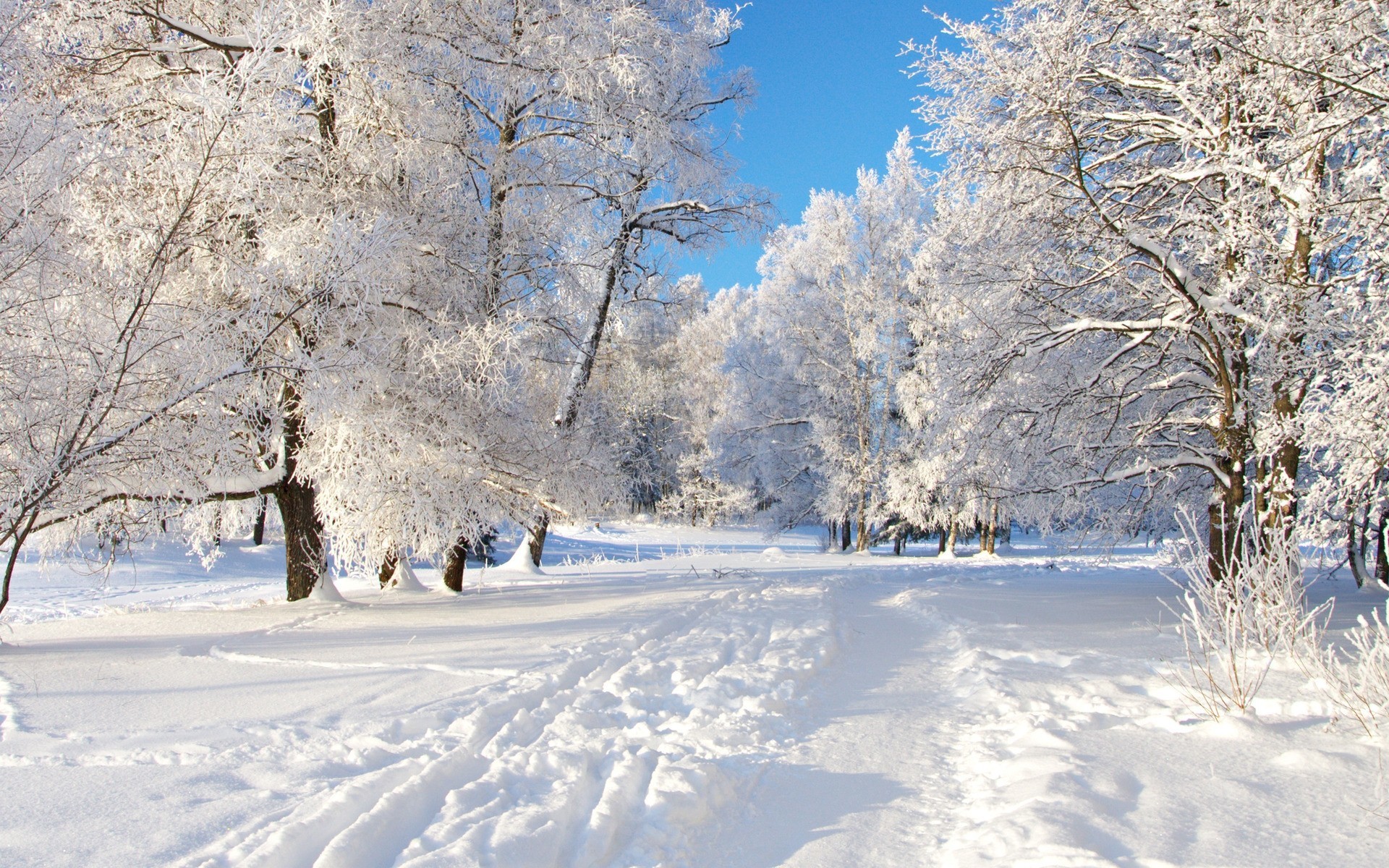 Winter Nature Wallpapers