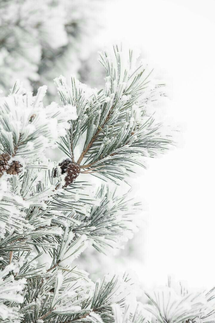 Winter Plain Wallpapers