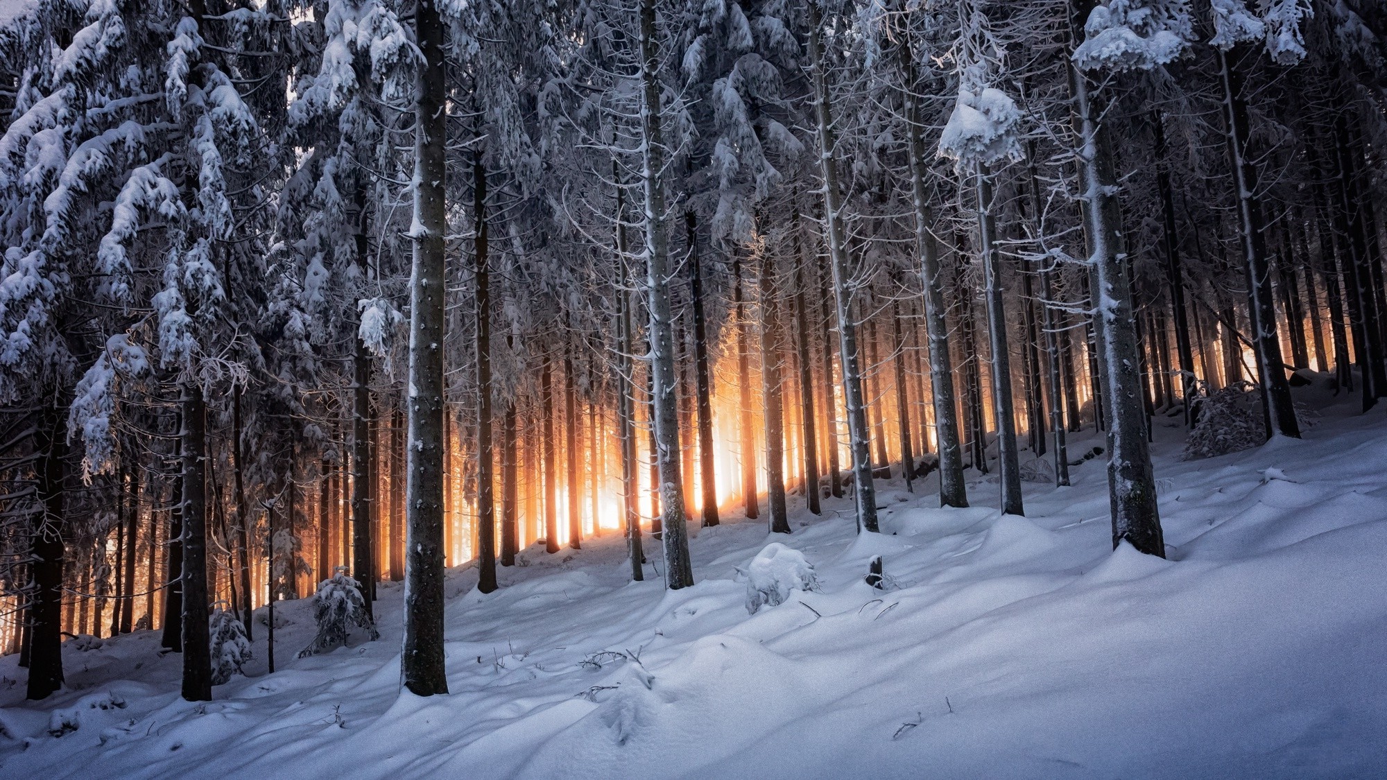 Winter Sunrise Forest Wallpapers