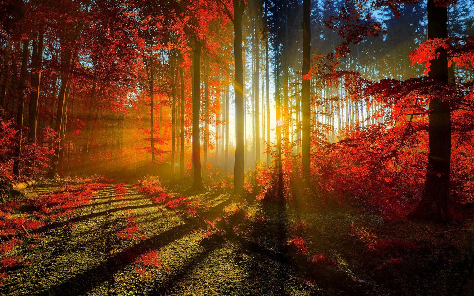 Winter Sunrise Forest Wallpapers