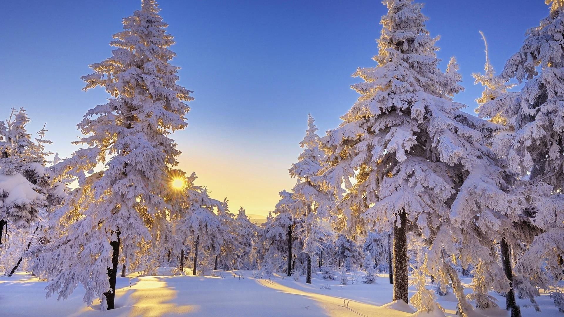 Winter Sunshine Wallpapers