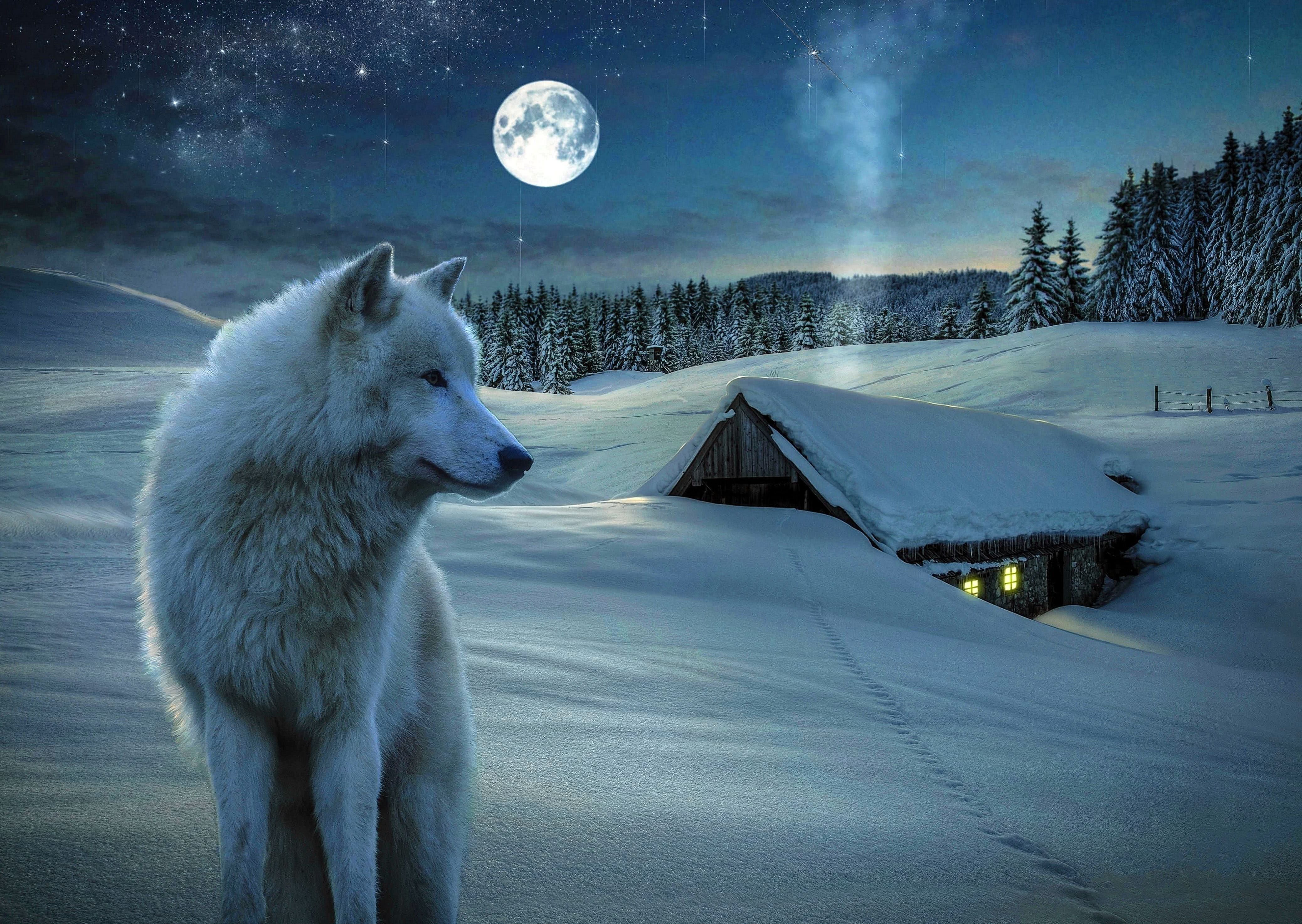 Winter Wolf Wallpapers
