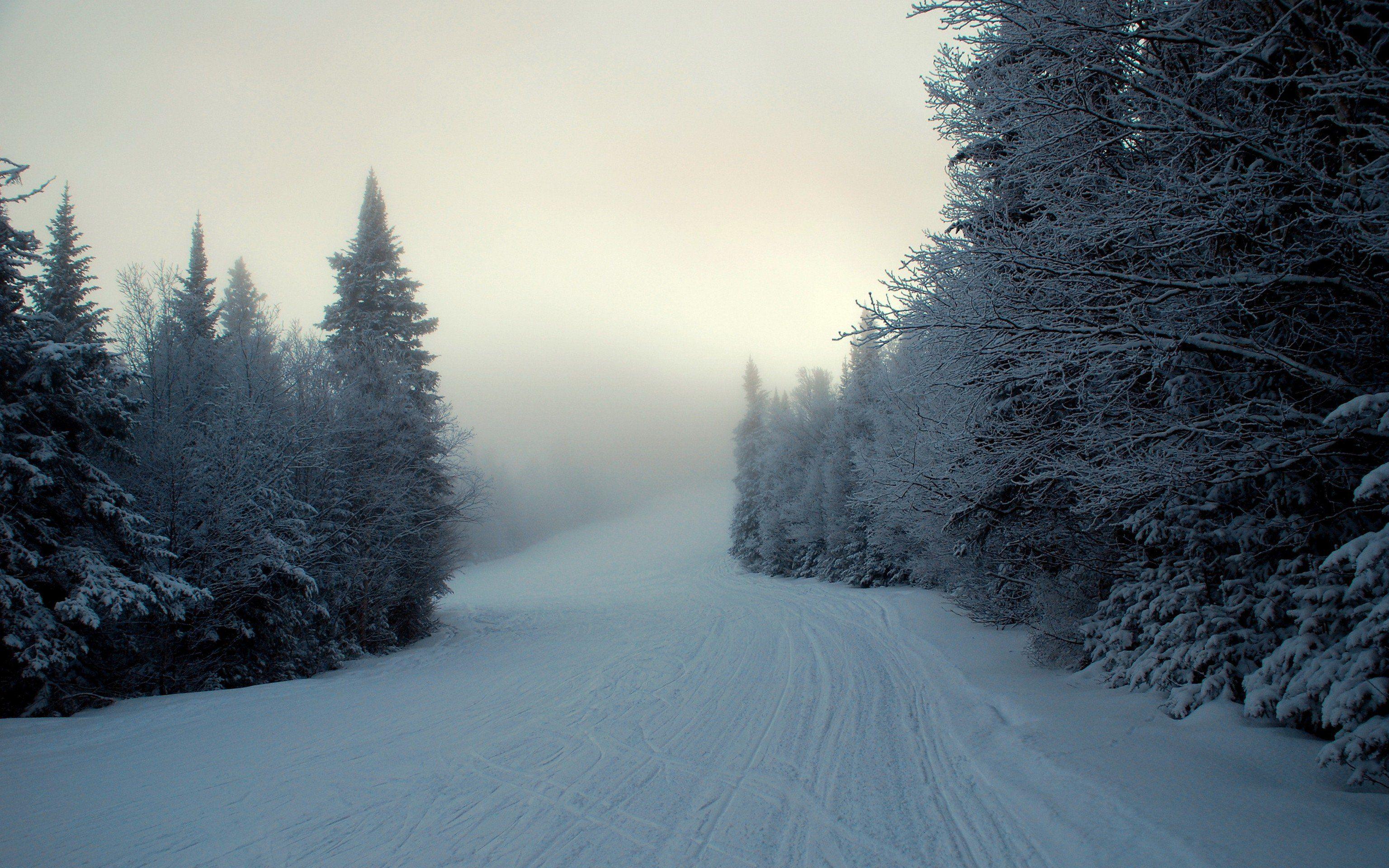 Winter Woods Wallpapers