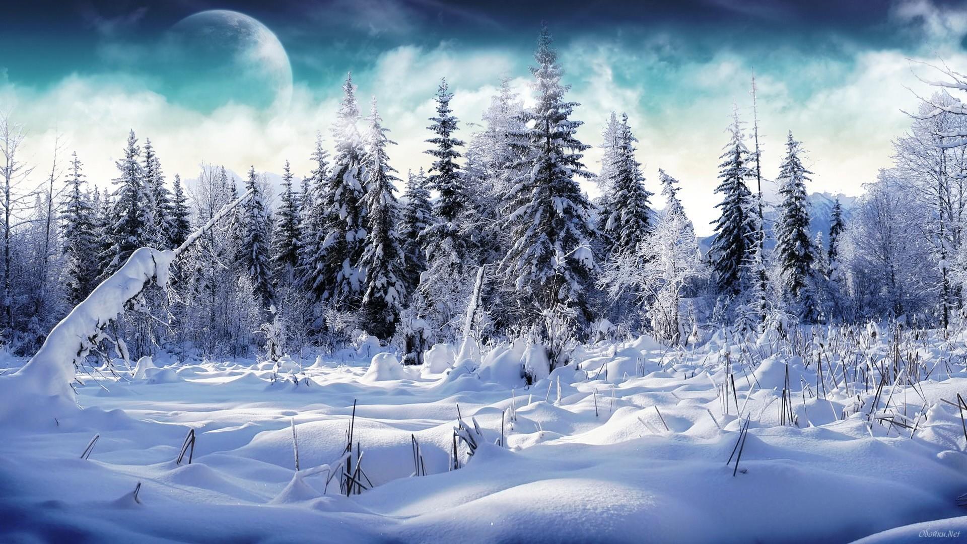 Winter Woods Wallpapers