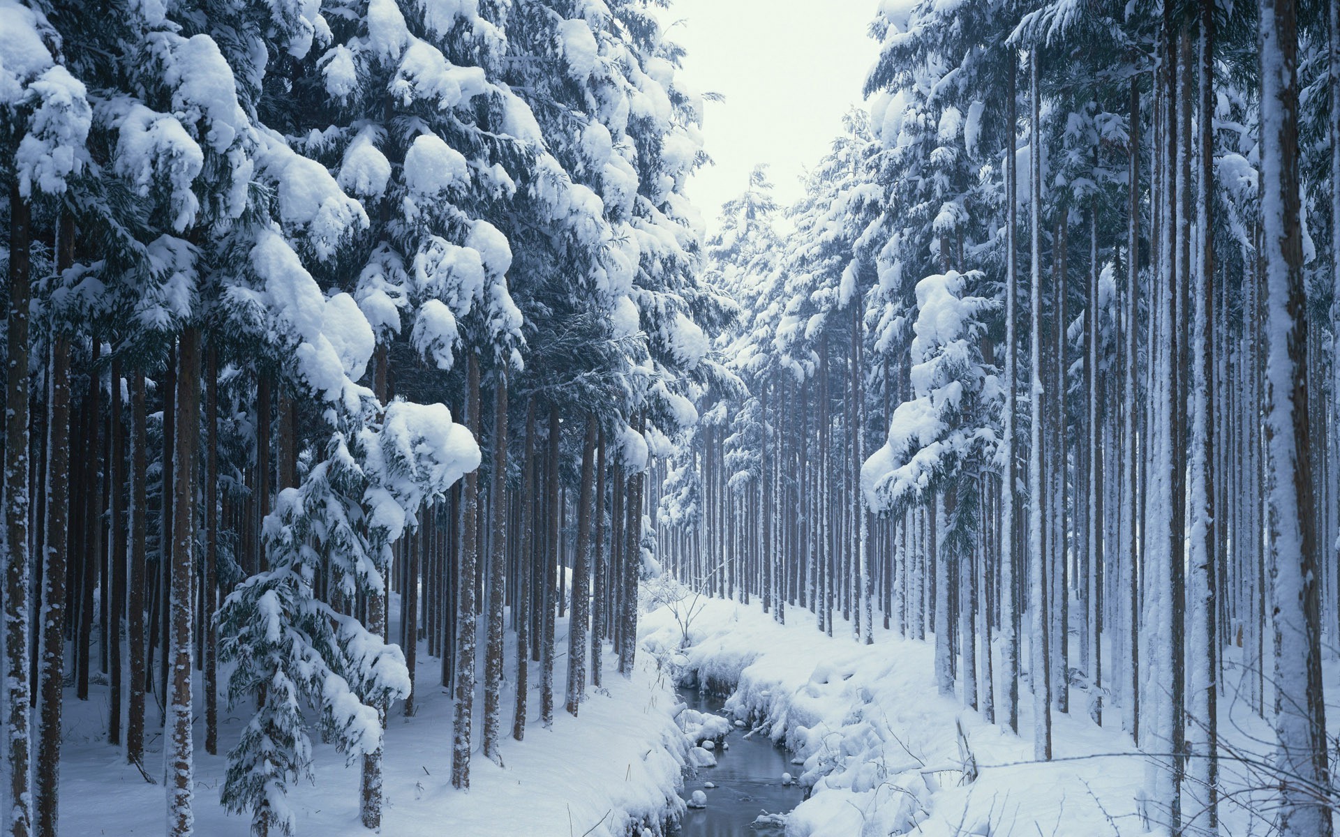 Winter Woods Wallpapers