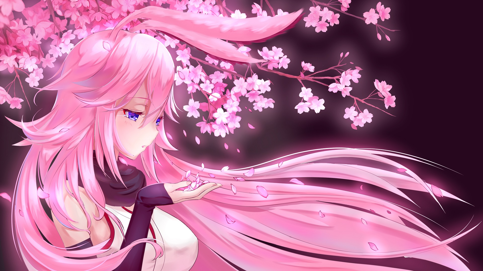 Yae Sakura Wallpapers