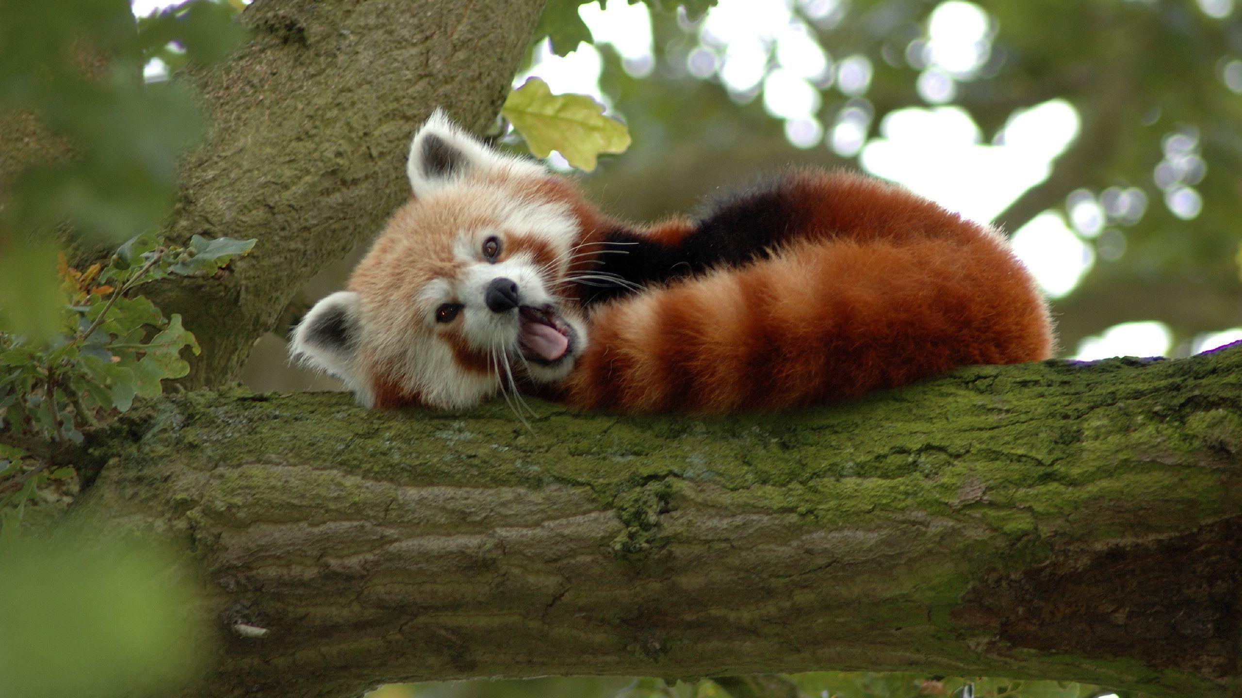 Red Panda Background