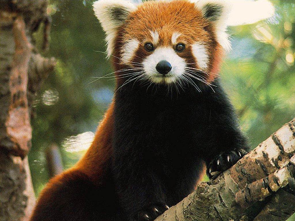 Red Panda Background