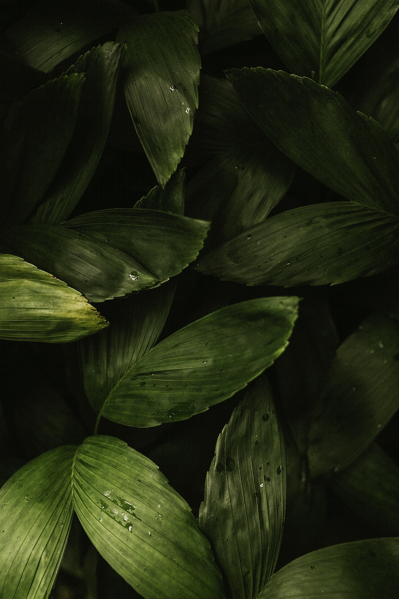 Aesthetic Leaf Background