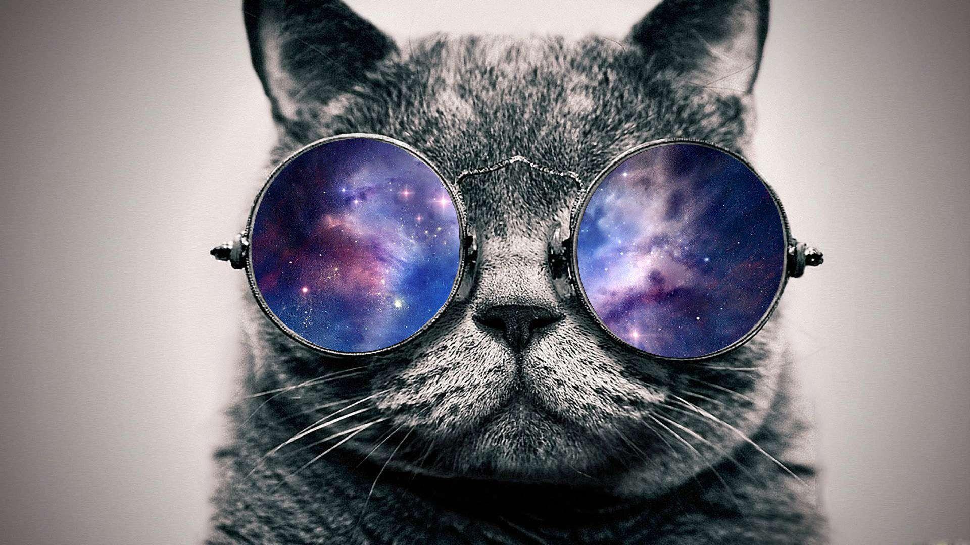 Cool Cat Backgrounds