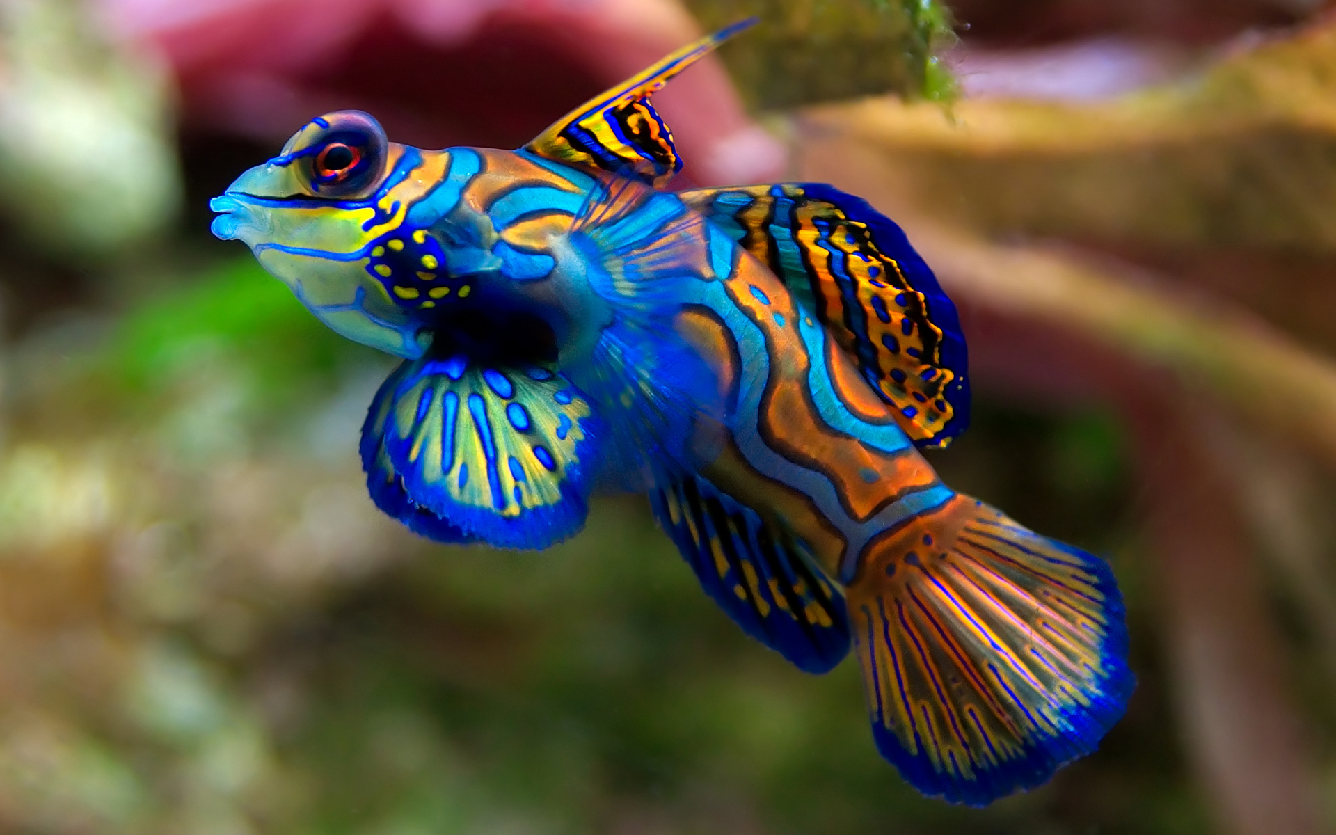 Cool Fish Backgrounds