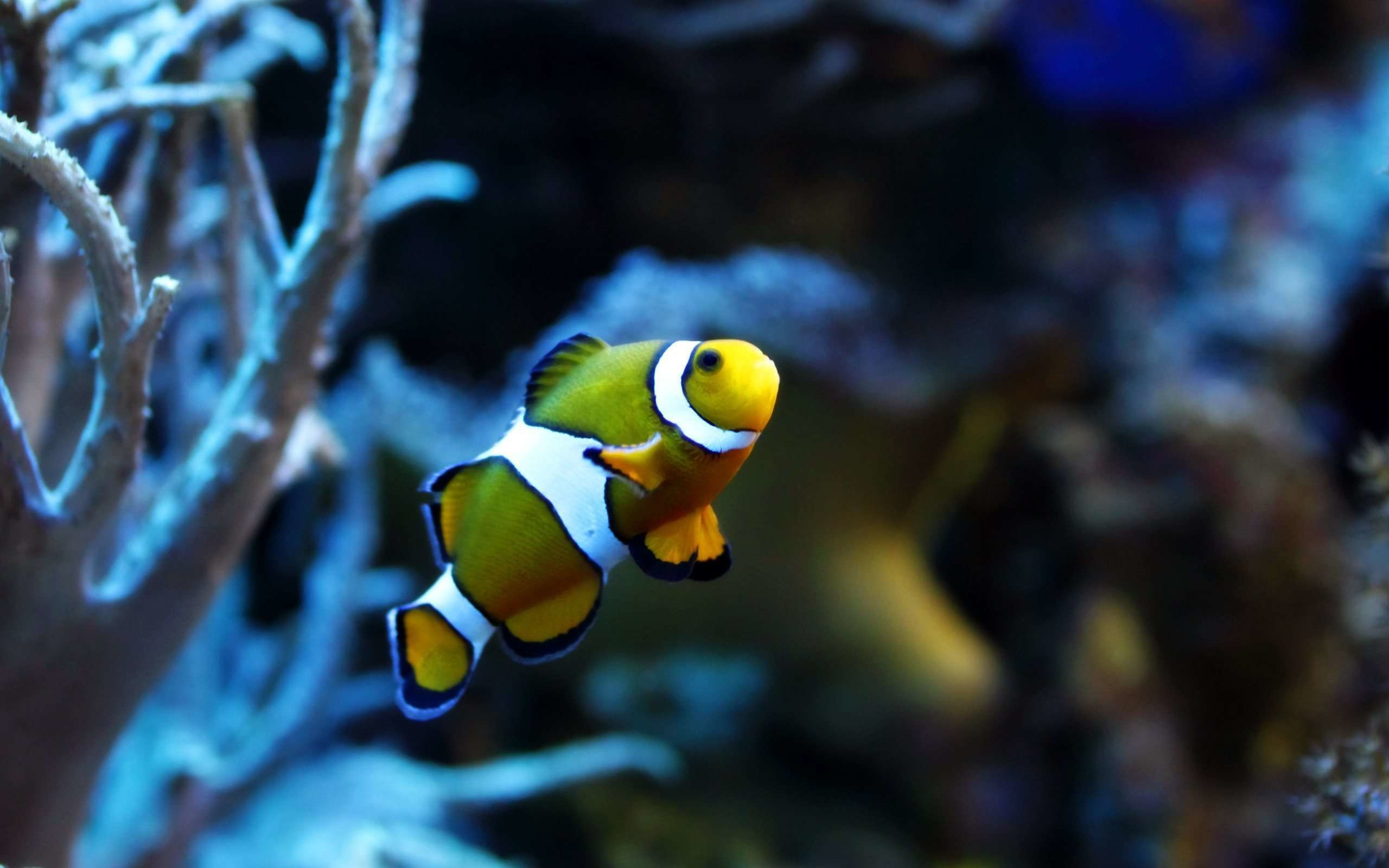 Cool Fish Backgrounds