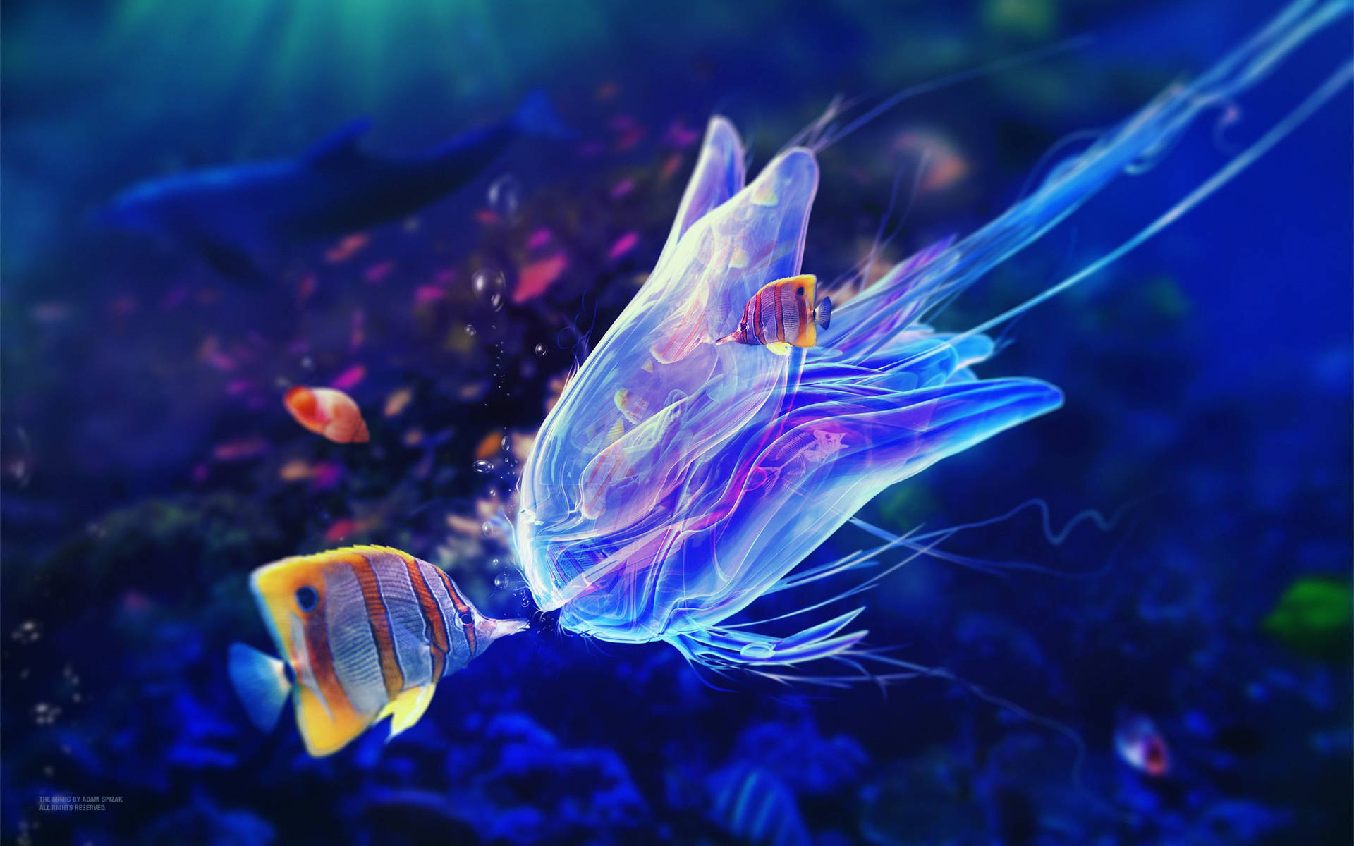 Cool Fish Backgrounds