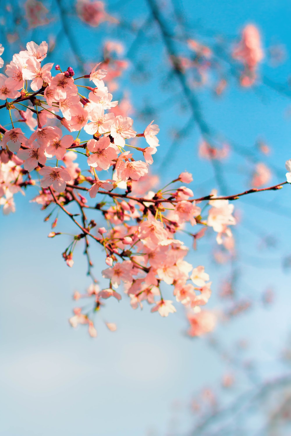 Cool Spring Backgrounds