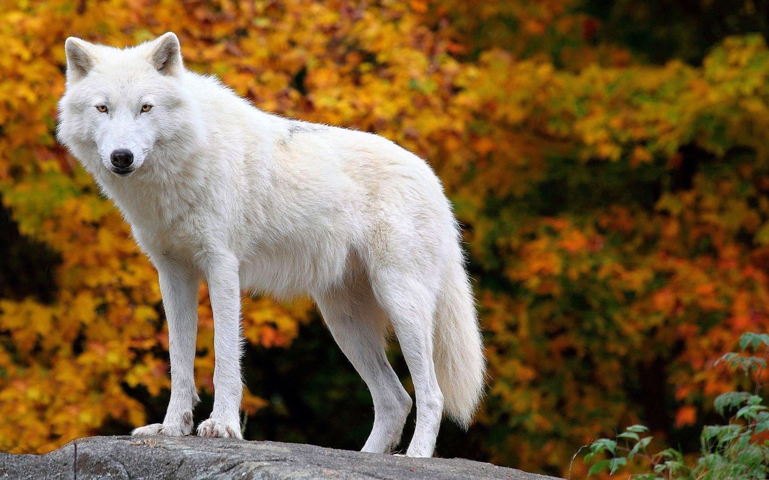 Arctic Wolf Background